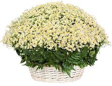 Цветочная композиция из Ромашки в корзине #REPLACE_PRED# Подосиновец